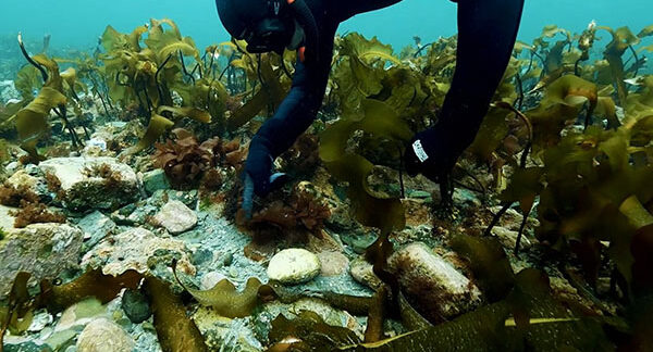 Conférence gustative UQAM